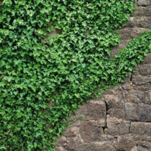 Ivy
