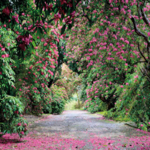 Wicklow Park