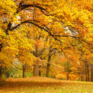 Yellow leafy trees kuvatapetti