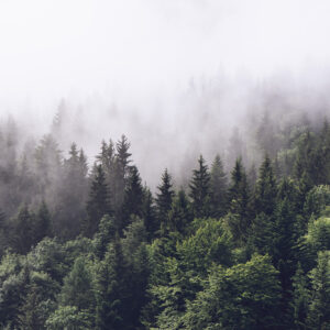 Misty Fir Forest kuvatapetti