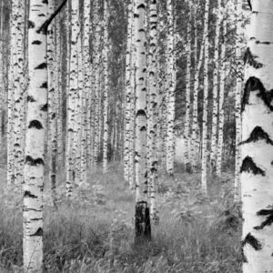 Woods  (KUITU)